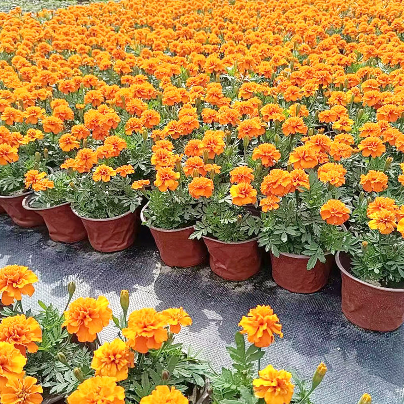 成都基地孔雀草时令草本花卉过节摆花工程绿化花卉超长花期好养