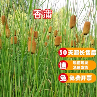 香蒲苗水烛蒲草菖蒲蒲黄香蒲棒池塘湿地公园绿化造景水生挺水植物