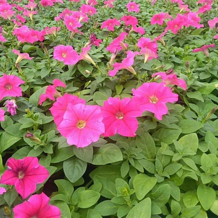 矮牵牛花苗重瓣盆栽庭院阳台