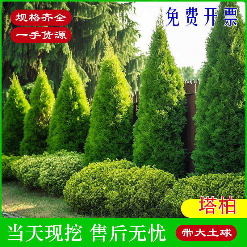 成都塔柏树苗带土球松柏侧柏扁柏圆柏松树宝塔松龙柏道路绿化树苗