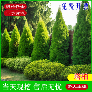 成都塔柏树苗带土球松柏侧柏扁柏圆柏松树宝塔松龙柏道路绿化树苗