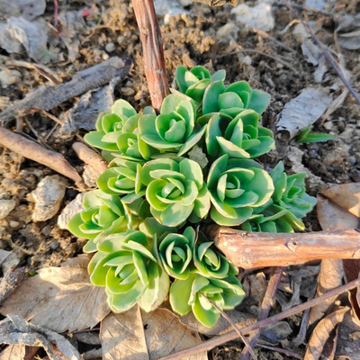 八宝景天蝎子草带根苗子公园花卉