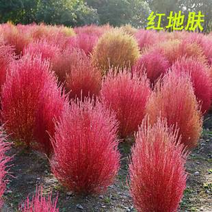 现挖带根可种植球形红地肤苗子绿化景观扫帚菜扫把菜易活可盆栽