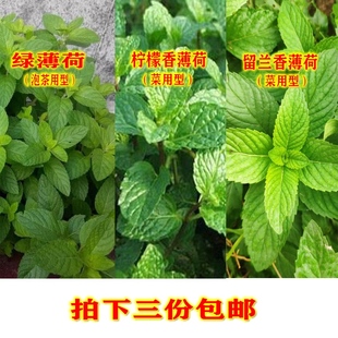 可食用香草带根香薄荷 调料食用清香爬藤植物食香菜包活薄荷种苗
