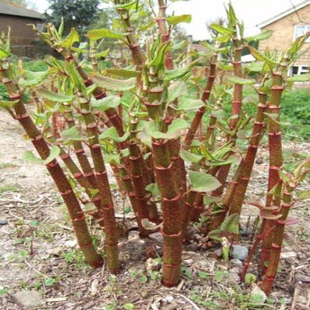 新鲜现挖虎杖中药材酸桶笋斑杖酸杖雄黄连大虫杖带根种苗