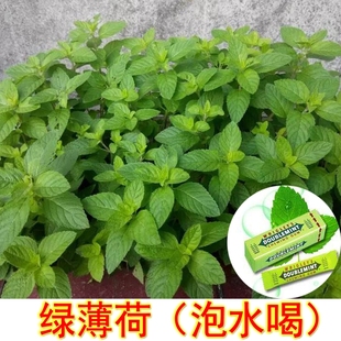 现挖带根苗子绿薄荷可种植泡水食用阳台盆栽提神清新清凉冰爽绿箭
