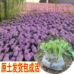 八宝景天带根苗子现挖大量供货公园花卉绿植绿化蝎子草粉红花盆栽