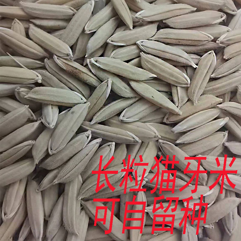 可自留种猫牙米长粒香农家自种植软糯香甜散装丝苗米称重带壳水稻