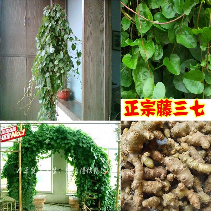 可食用蔬菜爬墙盆栽植物藤三七种球珠芽川七洋落葵三七果苗珠芽苗