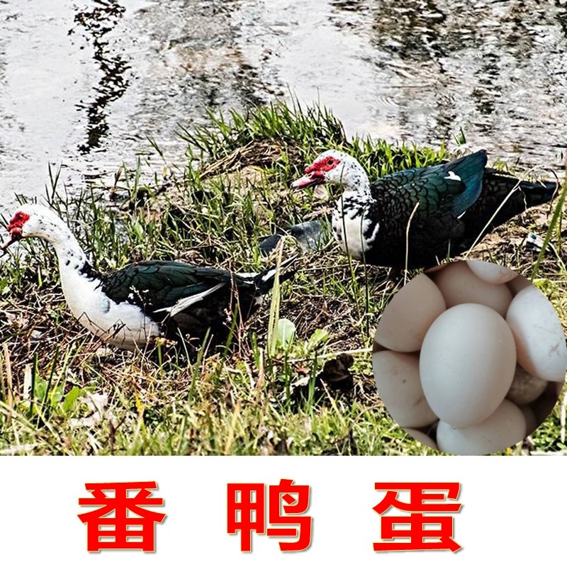 新鲜农家散养番鸭蛋孕妇可食用生蛋非洲雁蛋鸳鸯鸭免邮10/20枚