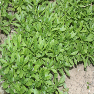 正宗养心菜救心菜高钙菜景天三七带根苗子止痒菜包活盆栽基地直供