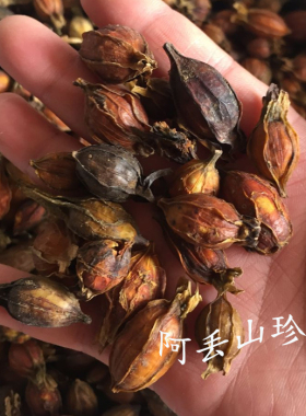广西金秀大瑶山 农家土特产 干货材料 黄杞子 栀子花果 500g 包邮