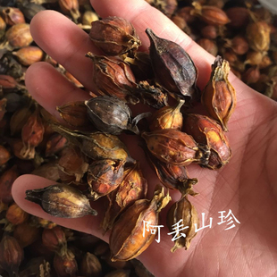 广西金秀大瑶山 农家土特产 干货材料 黄杞子 栀子花果 500g 包邮