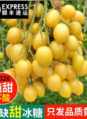 广东特产当季新鲜冰糖贵妃黄皮