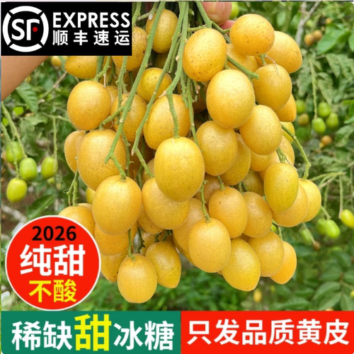 广东特产当季新鲜冰糖贵妃黄皮