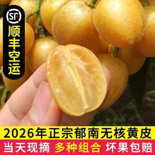 新鲜现摘黄皮果酸甜鸡心黄皮郁南无核黄皮果送礼当季孕妇时令水果