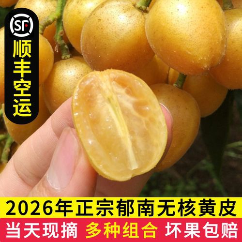广东当季新鲜鸡心黄皮郁南无核