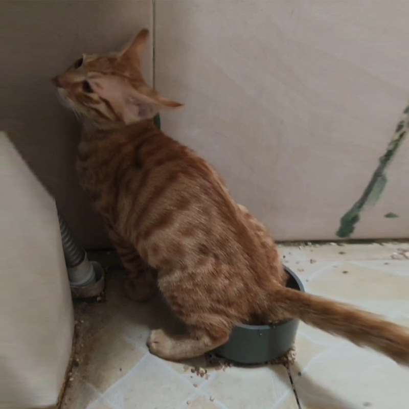 直插地漏式冲水猫厕所智能猫砂盆狗便盆猫咪马桶全自动手机远程