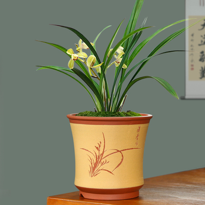 大口径紫砂透气兰花盆景盆