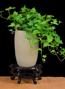 常春藤盆栽万年青植物常青藤青叶吊兰常绿叶一帆风顺白掌室内绿植