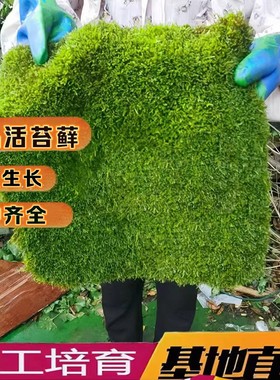 活苔藓基地直销批发包邮