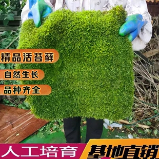 青苔 苔藓植物鲜活 大灰短绒星星藓盆景假山草造景庭院铺面微景观