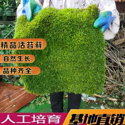 活苔藓基地直销批发包邮