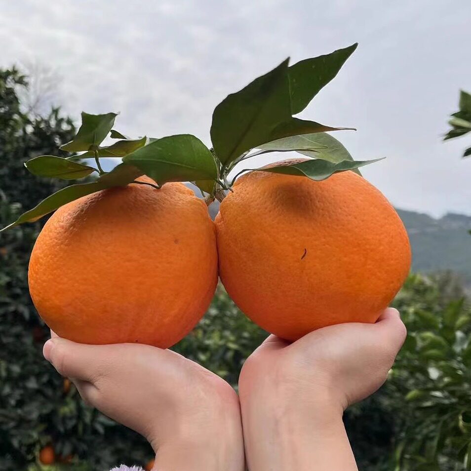 重庆市巫山县程阿橙自家果园直售,当季水果!现摘现发!超甜多汁