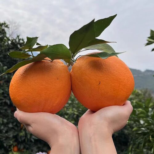 重庆市巫山县程阿橙自家果园直售，当季水果！现摘现发！超甜多汁
