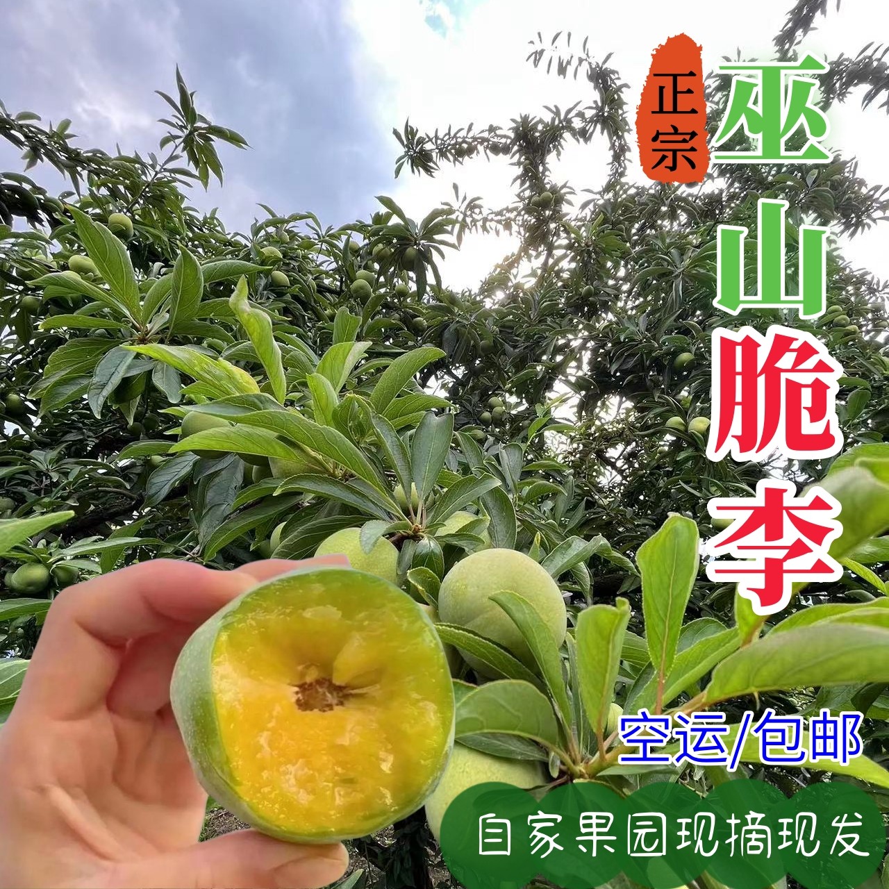 正宗巫山脆李当季新鲜水果脆甜