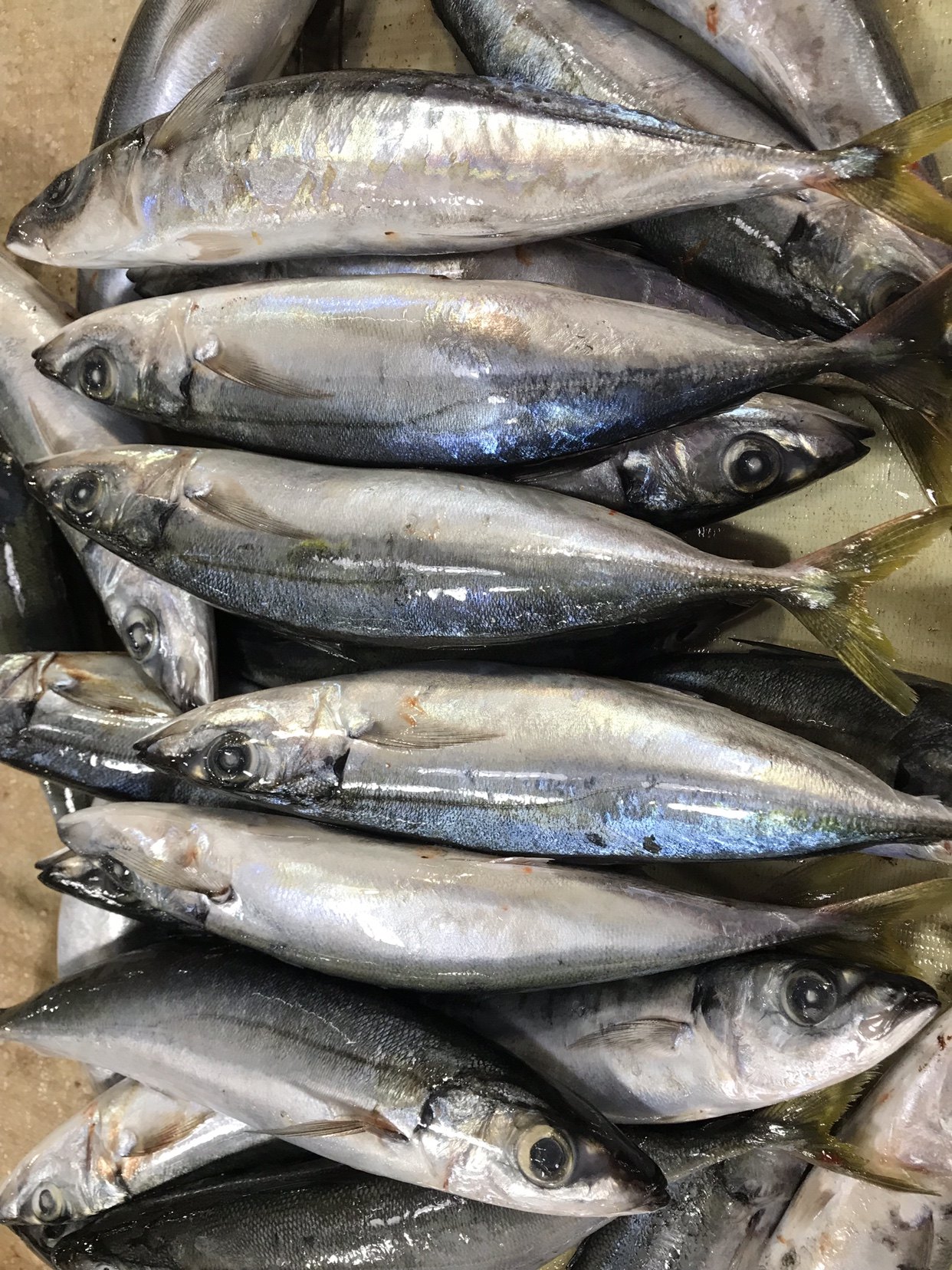 北海巴浪鱼池鱼滚子鱼冰鲜海鲜水产