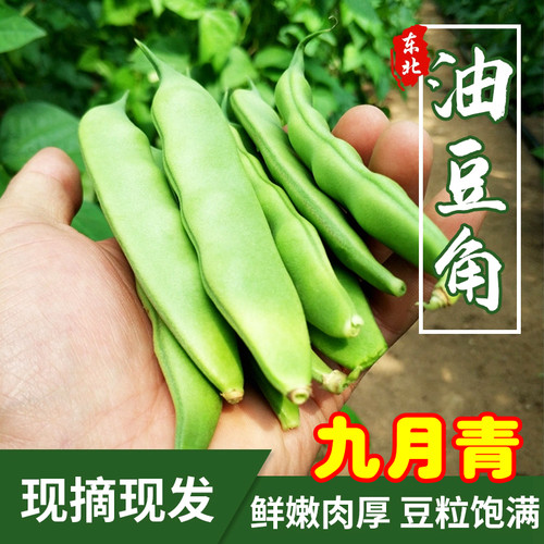 东北油豆角九月青豆角新鲜蔬菜应季现摘发5斤农家开锅烂大宽扁豆
