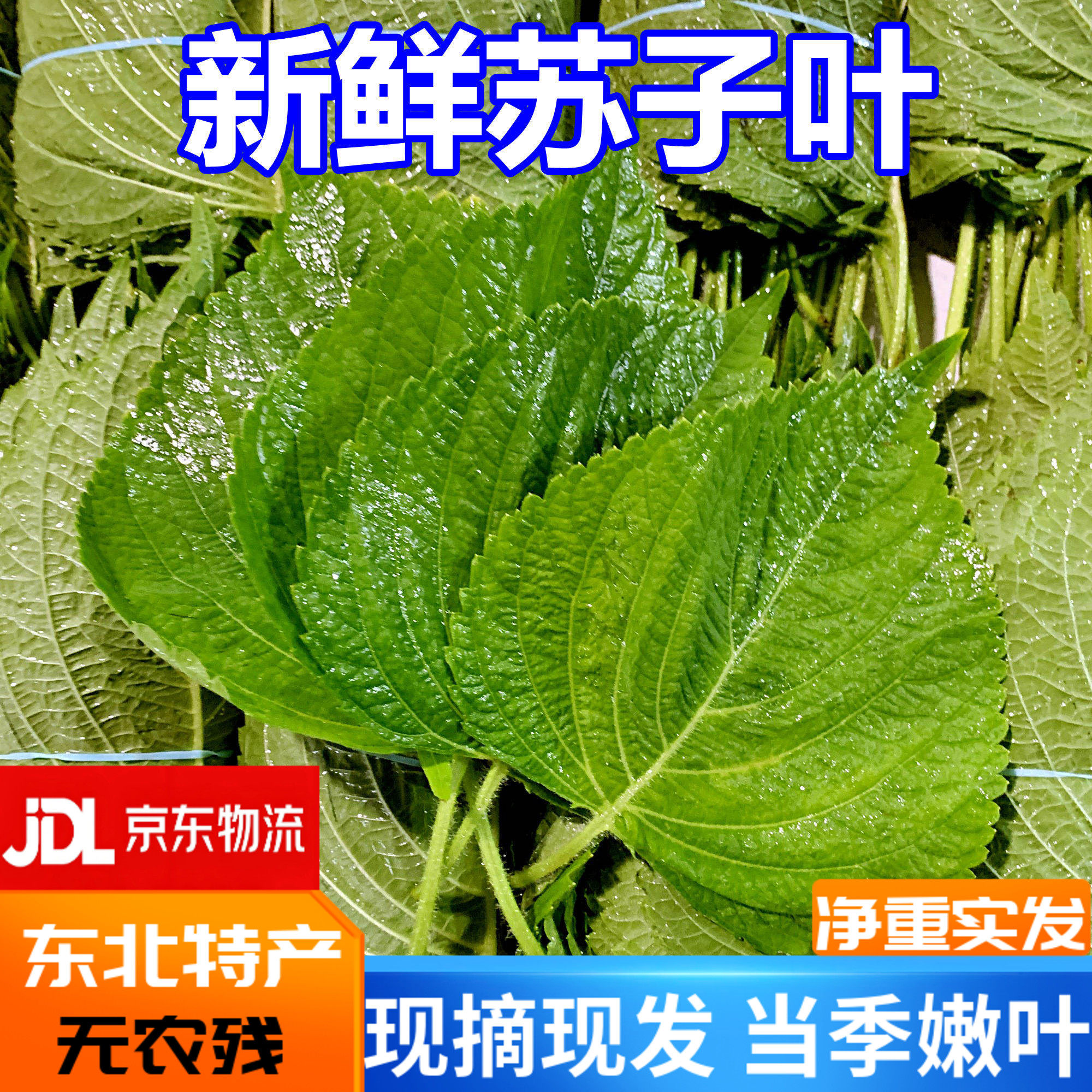 苏子叶新鲜现摘现发包邮腌制泡菜东北农家种韩式烤肉可食用大苏叶