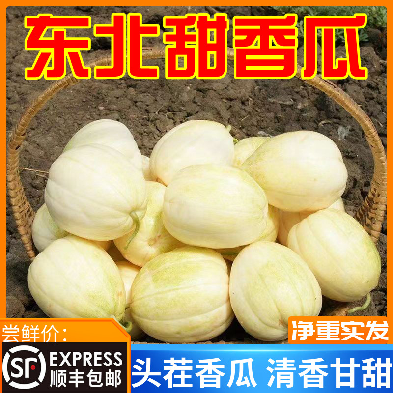 东北白糖罐香瓜现摘现发