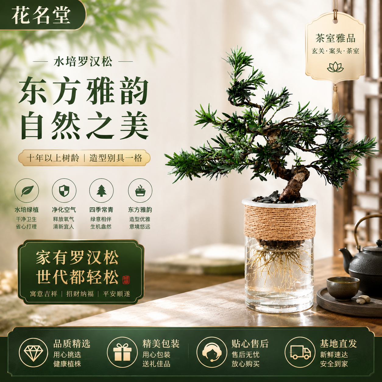 水培雀舌造型罗汉松盆景室内高端绿植茶几办公室迎客松一物一拍