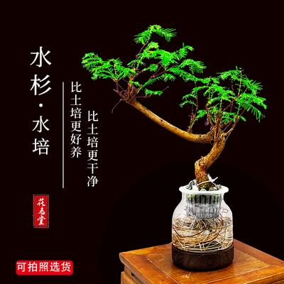 水杉盆景鱼缸造型水培水生植物盆栽室内客厅办公室溪流缸绿植树苗
