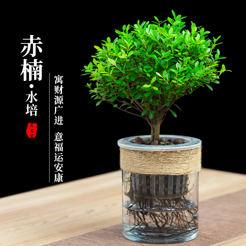 小叶赤楠室内盆栽水培植物