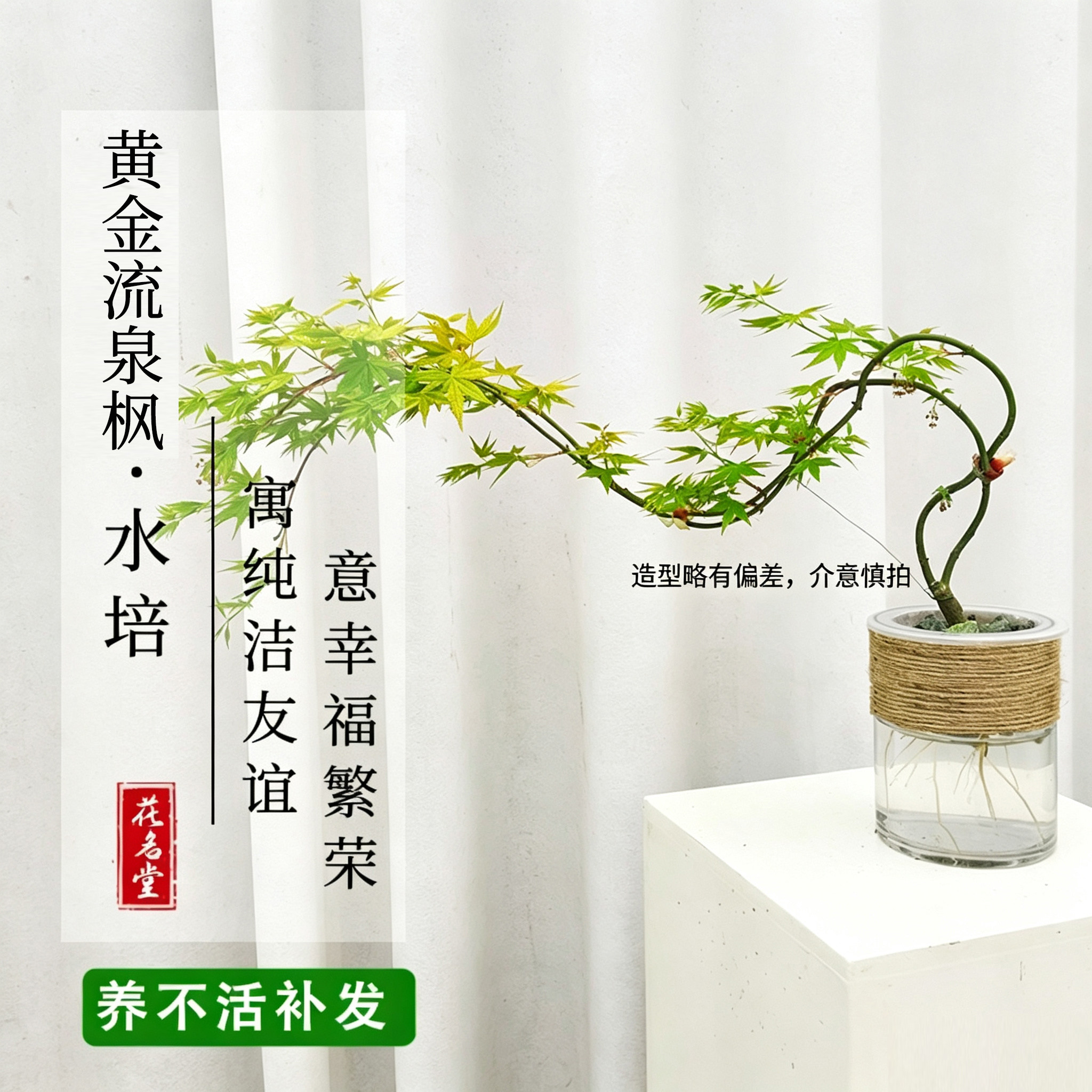 鱼缸水培黄金流泉枫盆景绿植鱼缸造景植物盆栽飘逸感五彩枫树迎客图片