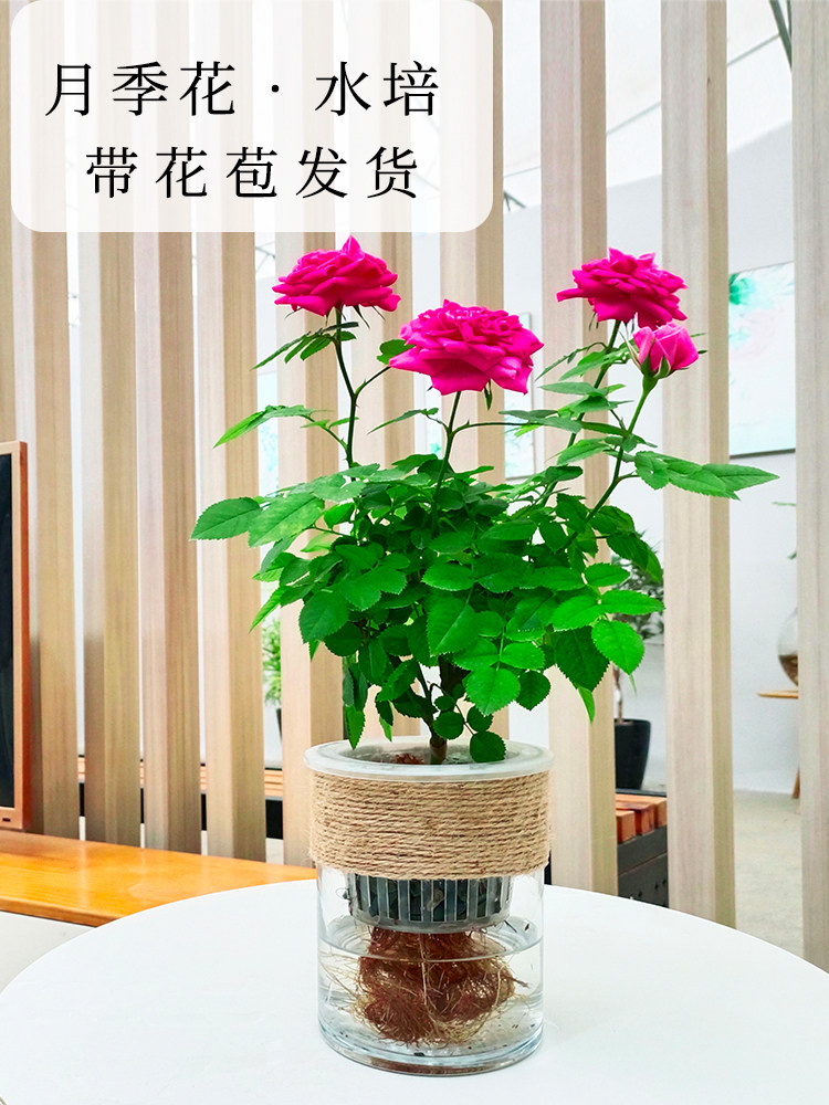 水培月季花苗玫瑰花带花苞花卉绿植物四季开花室内阳台盆栽清香型