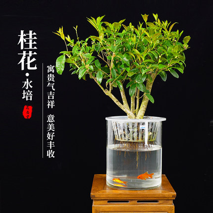 水培植物桂花大型盆栽造型盆景客厅办公室内绿植花卉好养活水养