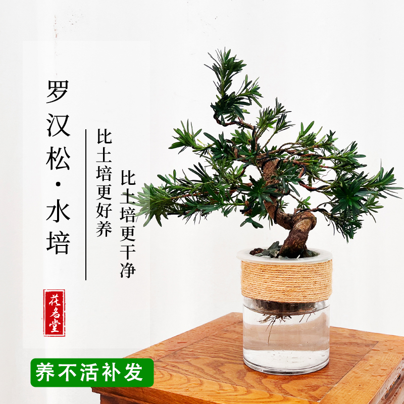 水培植物雀舌罗汉松小盆栽办公室内桌面造型黄杨盆景绿植四季常青