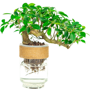 悬崖造型虎皮榕树盆景水培绿植物小盆栽办公室内小叶树苗四季常青