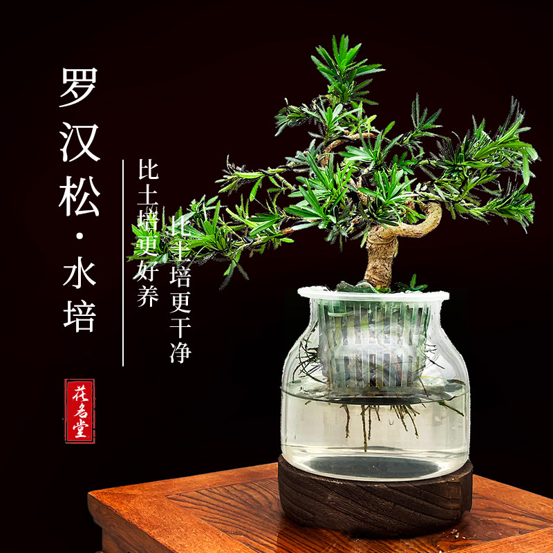 水培雀舌造型罗汉松盆景室内高端绿植茶几办公室花卉迎客松好养,鲜花速递/花卉仿真/绿植园艺,造型盆景,淘宝优惠券,粉丝福利购,淘宝优惠卷