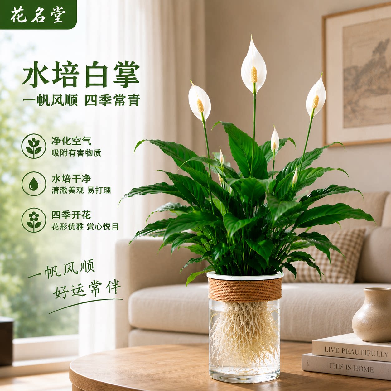 水培白掌绿植物一帆风顺小盆栽水养开花卉带盆景办公室内鱼缸造景图片