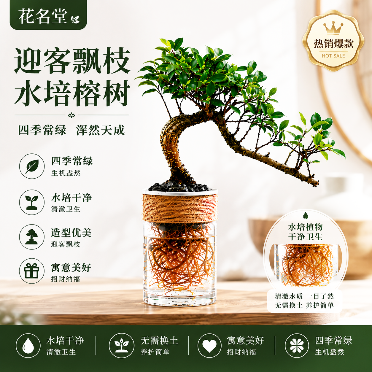 悬崖造型虎皮榕树盆景水培绿植物小盆栽办公室内小叶树苗四季常青