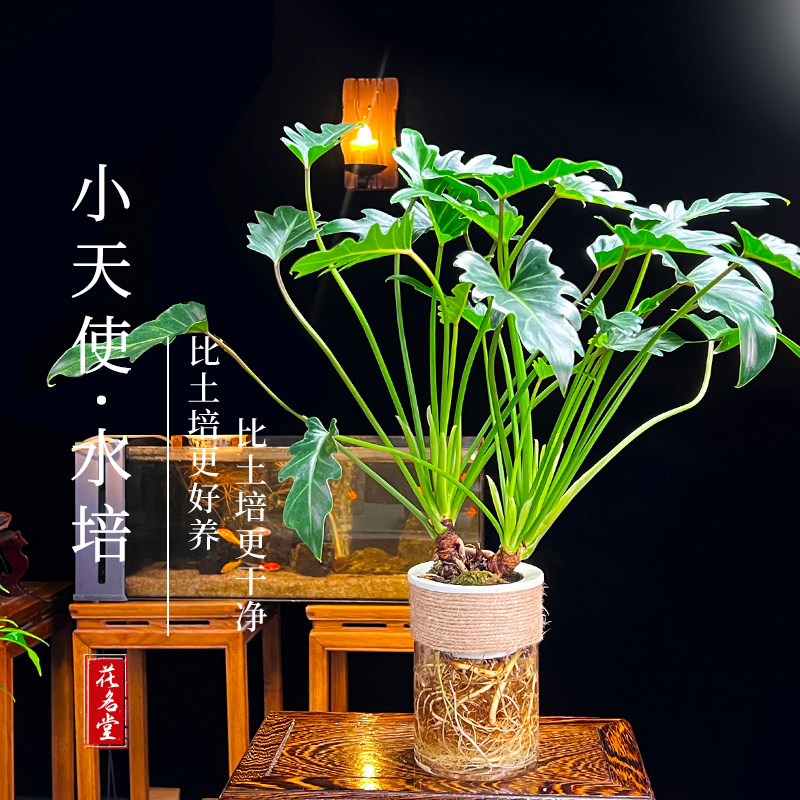 水培春羽小天使绿植物春雨盆栽水养花卉室内办公桌面好养净化空气图片