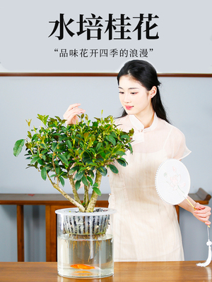 水培植物桂花大型盆栽造型盆景客厅办公室内绿植花卉好养活水养