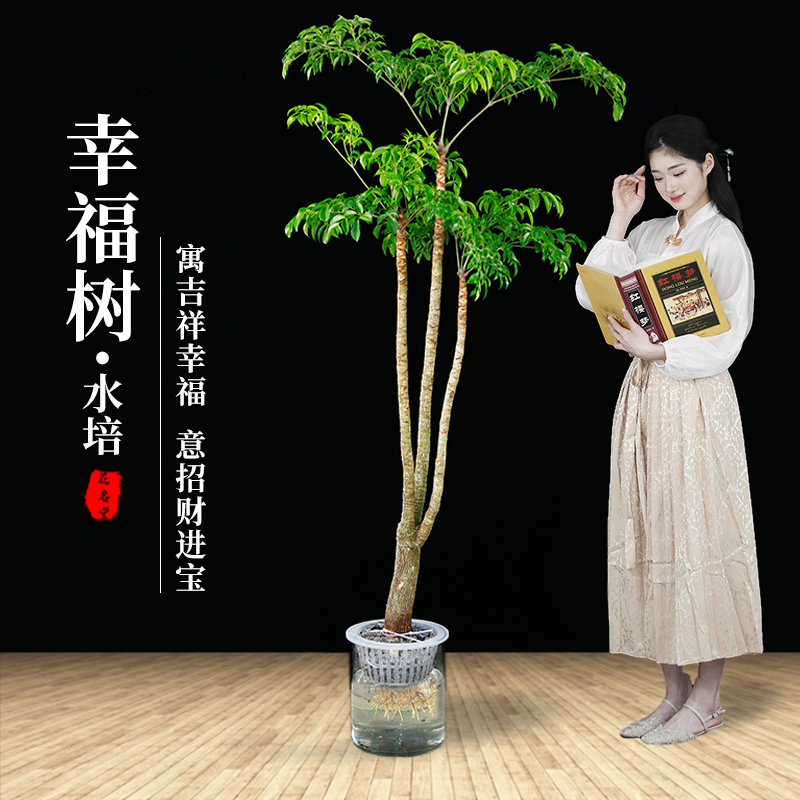 花名堂水培植物幸福树盆栽