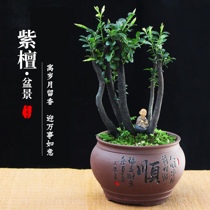 小叶紫檀盆景树苗镇宅绿植物盆栽树桩名贵正宗檀香木室内四季常青