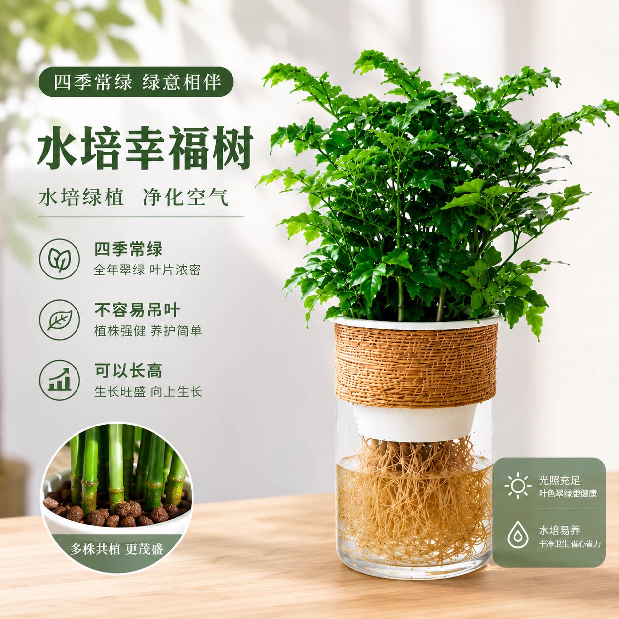 幸福树盆栽水培绿植物室内小盆景办公室内净化空气水养鱼缸造景图片